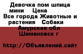 Девочка пом шпица мини  › Цена ­ 30 000 - Все города Животные и растения » Собаки   . Амурская обл.,Шимановск г.